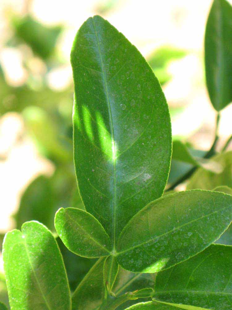              Trifoliolate leaf (Riverside, CA)       